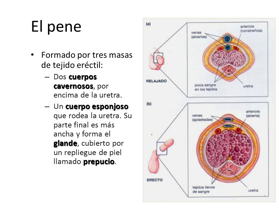Como aumentar para casa el miembro